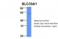SLC33A1 antibody - middle region